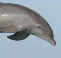 Dolphinator